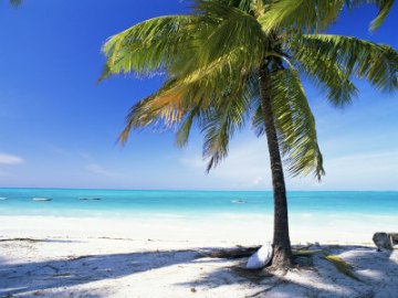 2938913-palm-tree-white-sandy-beach-and-indian-ocean-jambiani-island-of-zanzibar-tanzania-east-africa.jpg